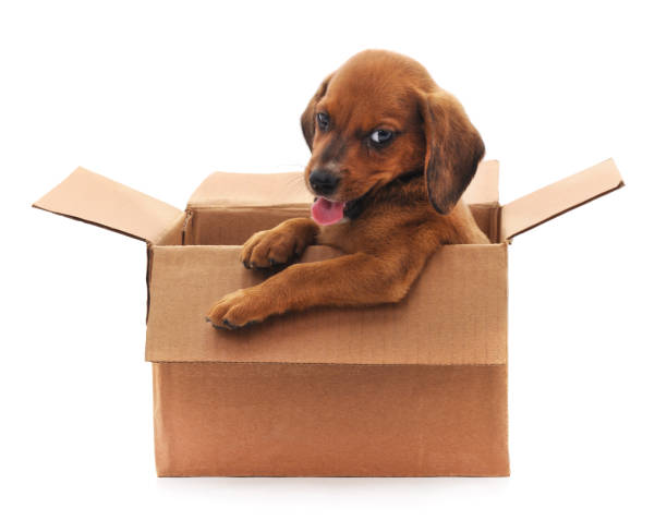 istock One little dog in the box. 951017616