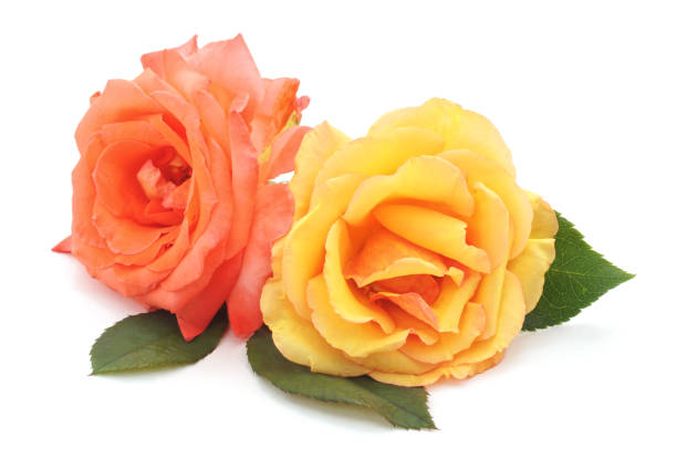istock Beautiful pink flowers. 951017810