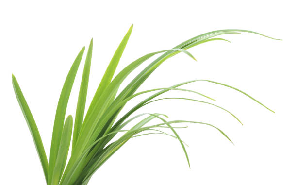 istock Bunch of green grass. 951018054