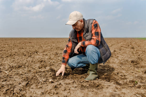 istock Senior farmer in field holding and examining soil in his hands. 951018176