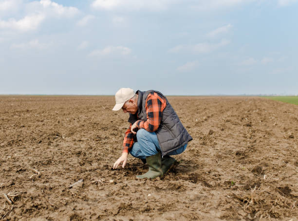 istock Senior farmer in field holding and examining soil in his hands. 951018192