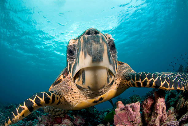 carey, primer plano - hawksbill turtle fotografías e imágenes de stock