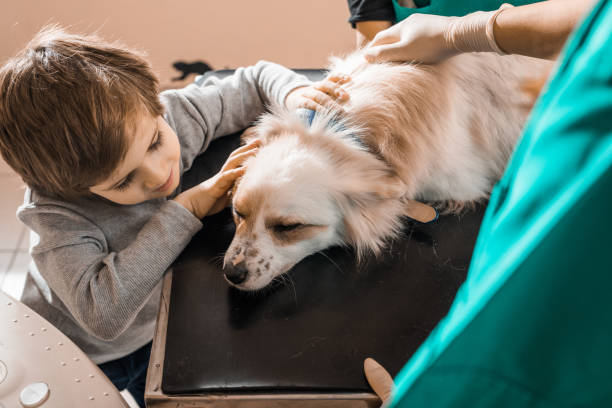 istock Little boy with his dog at veterinarian's office. 951027614