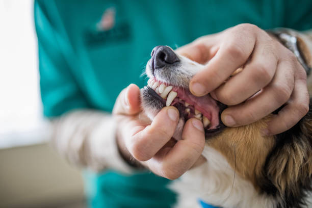 Close up of examining dog's dental health at vet's office. Close up of unrecognizable veterinarian examining dog's teeth at animal hospital. animal mouth stock pictures, royalty-free photos & images