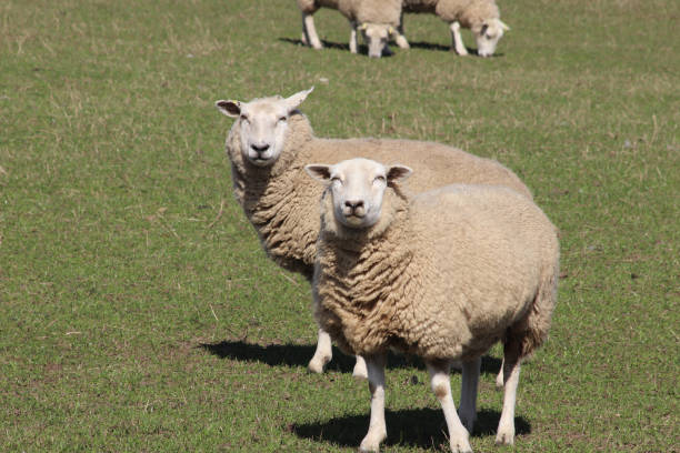 istock Groups of sheep grazing in field 951028418