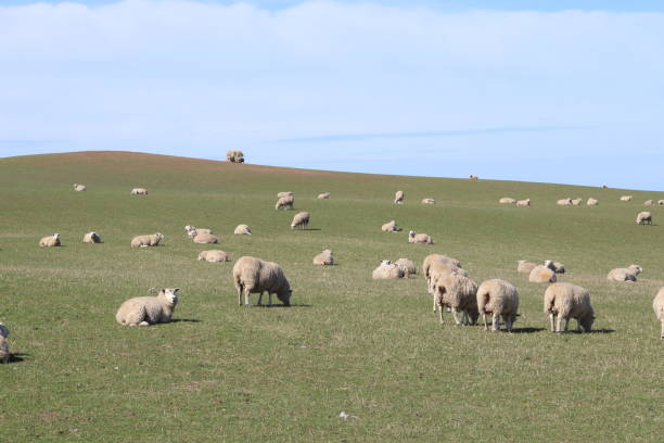 istock Groups of sheep grazing in field 951028534