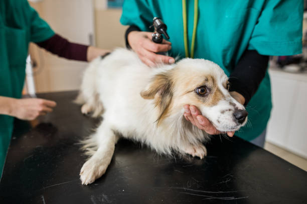 istock Dog on medical exam at vet's office. 951028842