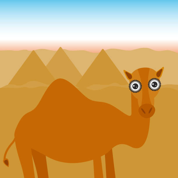 istock Funny camel stands in the background of the pyramids in Ancient Egypt, desert. Vector 951029748