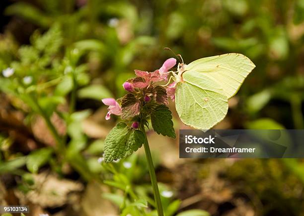 Gonepteryx Rhamni Stockfoto und mehr Bilder von Bildhintergrund - Bildhintergrund, Blume, Blüte