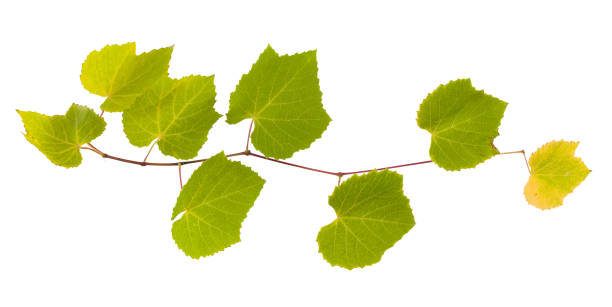 istock Grape branch with yellow and green leaves 951032674