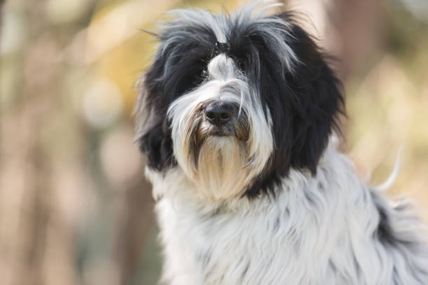 Tibetan terrier dog sitting the spring forest and looking at camera.Nine months old puppy portrait, very shallow deep of field