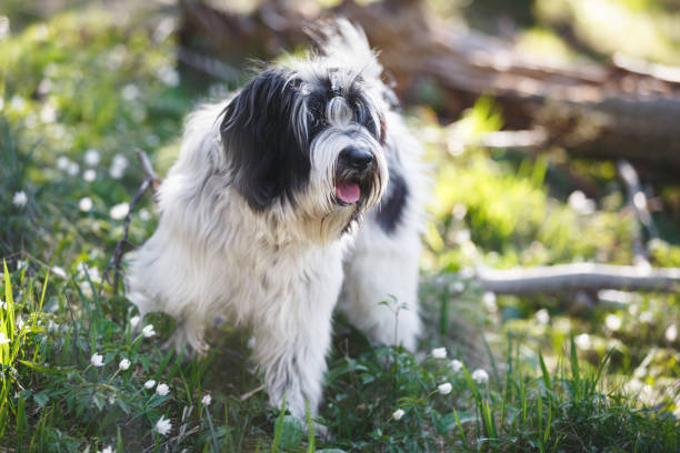 Tibetan terrier dog is standing on a sunny forest path in springtime.  Very shallow deep of field, copy space