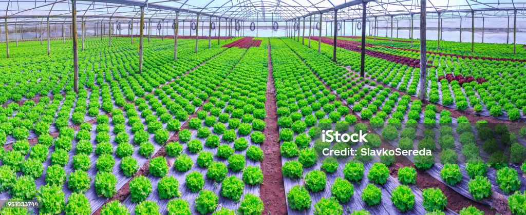 Organic green lettuce plants or salad vegetable cultivation in red soil wrapped a black polyethylene film at greenhouse farm. Concept of healthy eating. Farming. Food production. Somewhere in Portugal Greenhouse Stock Photo