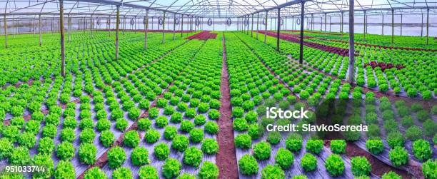 Organic Green Lettuce Plants Or Salad Vegetable Cultivation In Red Soil Wrapped A Black Polyethylene Film At Greenhouse Farm Concept Of Healthy Eating Farming Food Production Somewhere In Portugal Stock Photo - Download Image Now