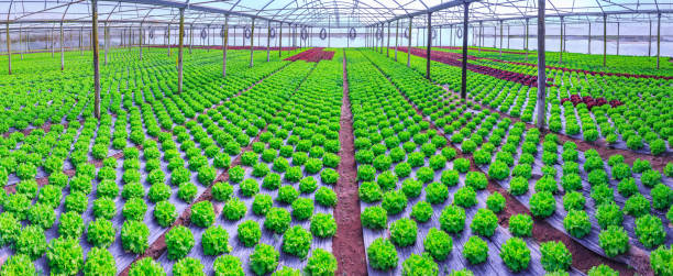 органические зеленые листья салата растения или салат овощеводства в красной почве завернутый черный полиэтиленовой пленки на тепличной � - hydroponics vegetable lettuce greenhouse стоковые фото и изображения