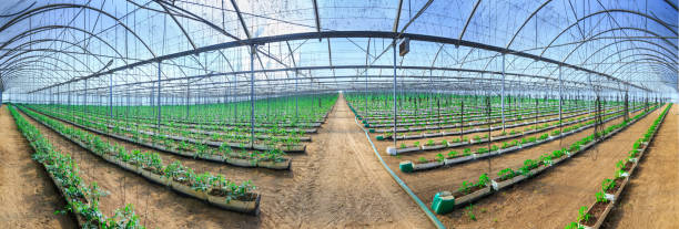 flowering plants of tomatoes growing in the pots, inside giant plantation of hydroponic greenhouse. concept farming, food production. somewhere in portugal - greenhouse industry tomato agriculture imagens e fotografias de stock