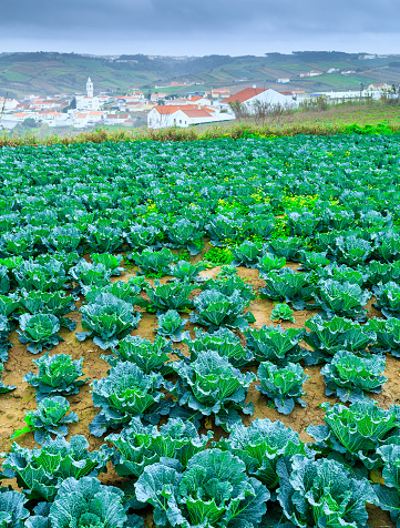 Growing plants of Savoy Cabbage in a rows red soil on a farmland. Concept farming, food production. Springtime landscape in western part Portugal, Casal Novo, Lourinha.