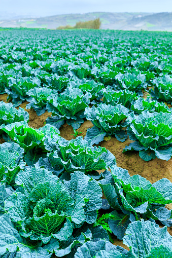 Growing plants of Savoy Cabbage in a rows red soil on a farmland. Concept farming, food production. Springtime landscape in western part Portugal, Casal Novo, Lourinha.