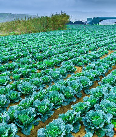 Growing plants of Savoy Cabbage in a rows red soil on a farmland. Concept farming, food production. Springtime landscape in western part Portugal, Casal Novo, Lourinha.