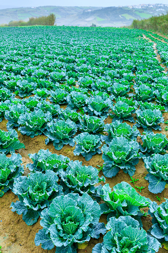 Growing plants of Savoy Cabbage in a rows red soil on a farmland. Concept farming, food production. Springtime landscape in western part Portugal, Casal Novo, Lourinha.