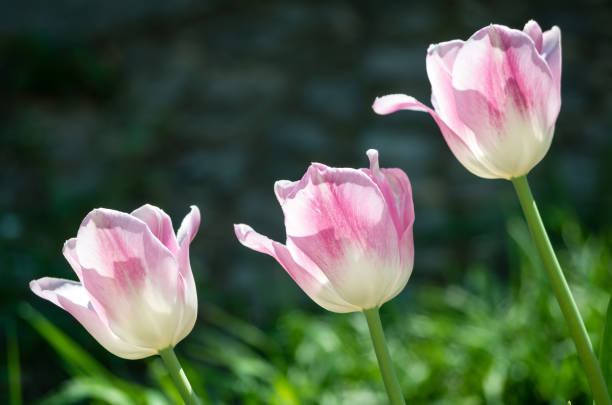 Pink-And-White Petaled Flowers
