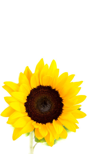 istock Yellow Sunflower Macro Photo. Background. Summer Concept 951038290