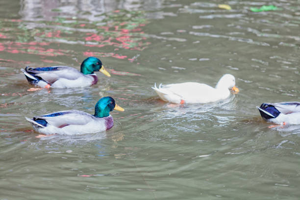 Mallard duck enjoying in the lake.