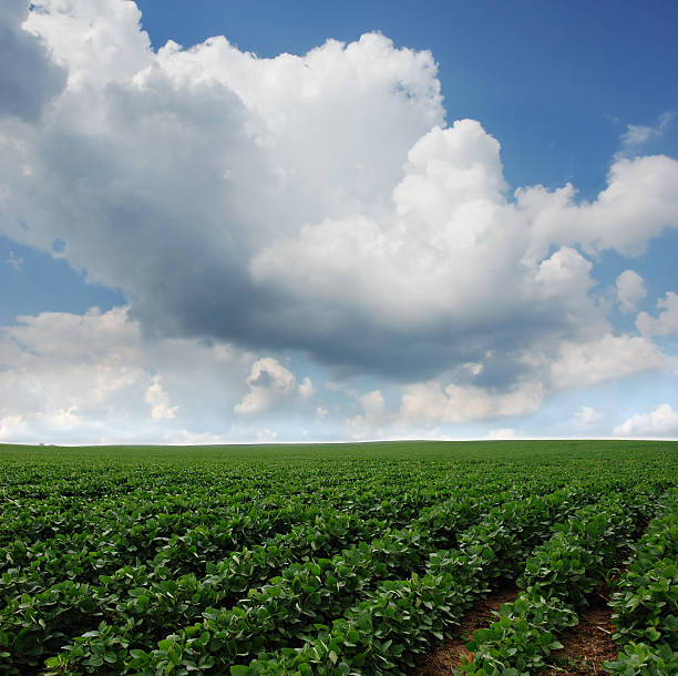 istock Soybean Field in South Dakota 95103892