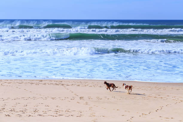 две собаки породы ирландского сеттера весело бегать вдоль песчаного берега атлантического океана в португалии побережье. - irish setter стоковые фото и изображения