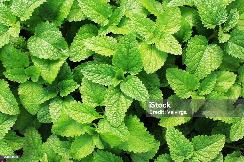 Fresh green mint plants in growth at field Mint Leaf - Culinary Stock Photo