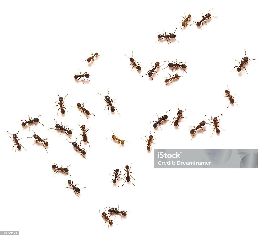 Ants More isolated ants: Ant Stock Photo
