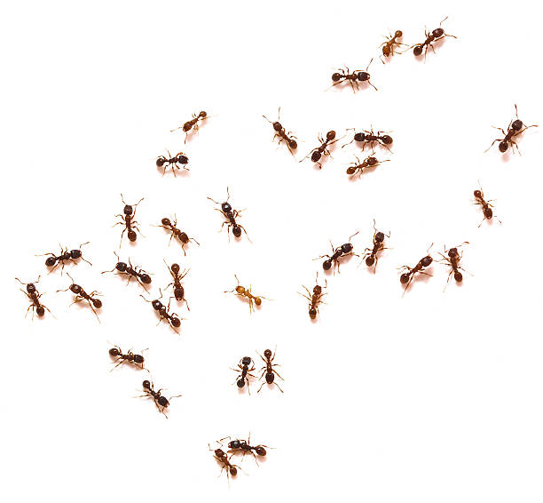 Ants More isolated ants: colony group of animals photos stock pictures, royalty-free photos & images