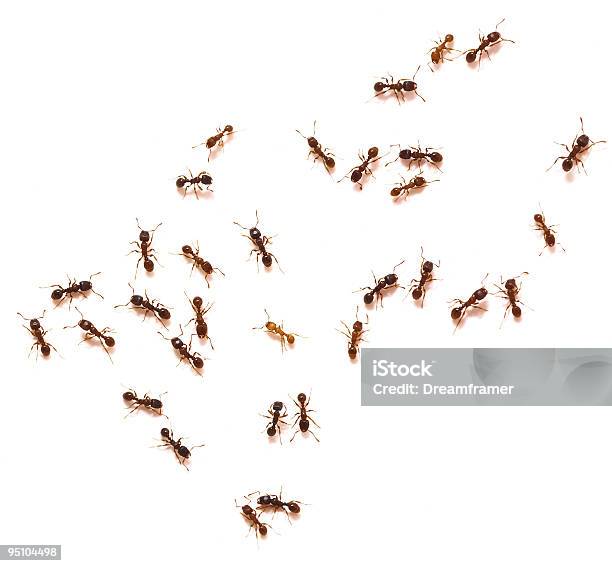 Ants Stock Photo - Download Image Now - Ant, White Background, Insect