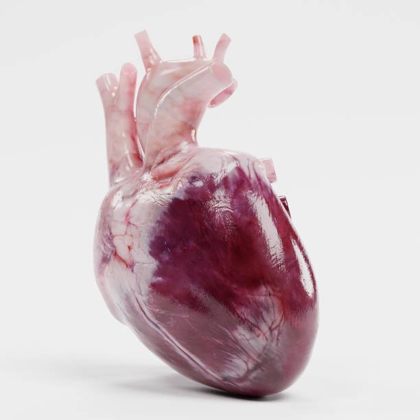 istock Realistic 3d Render of Human Heart 951045004
