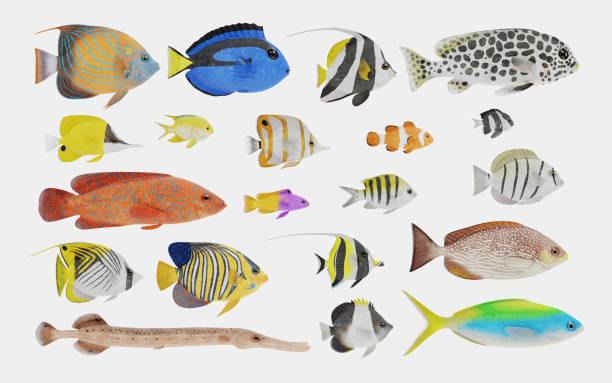 istock Realistic 3D Render of Tropical Fish Collection 951045316