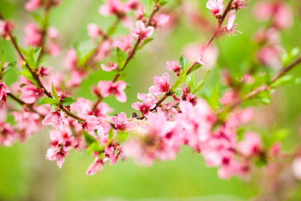 istock Peach tree flowers during spring blossom. Close-up photo 951045826