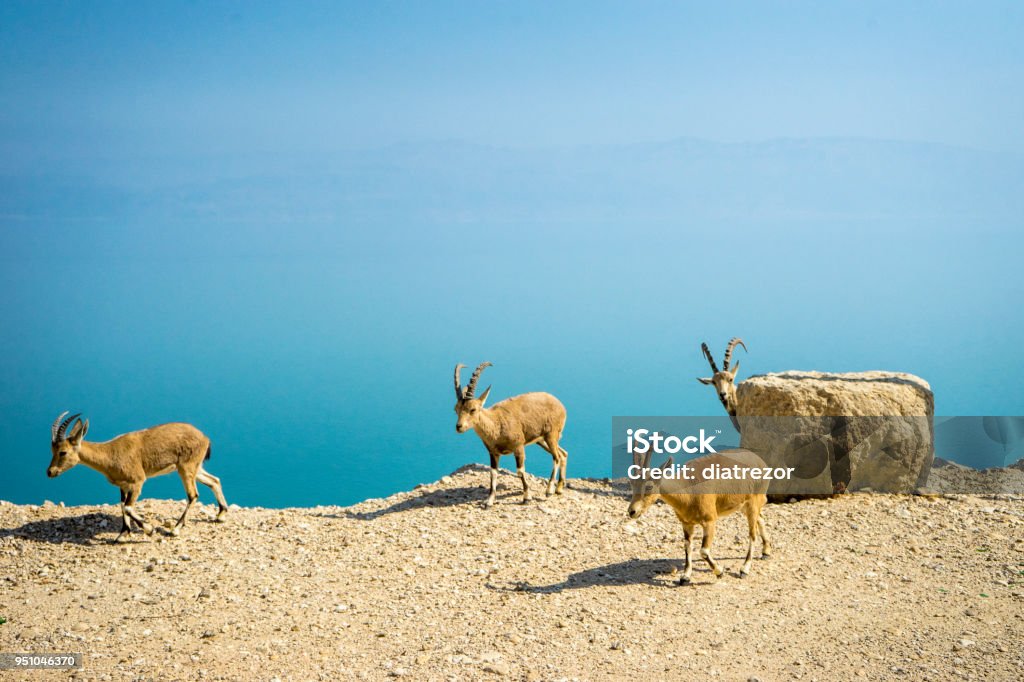 Totes Meer und wilde Tiere, Ziege - Lizenzfrei Berg Stock-Foto