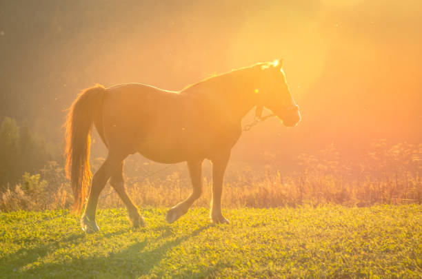 istock Horse in the mountains 951047080