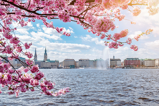view of Alster Lake in Hamburg framed by blooming cherry tree on beautiful sunny day in springtime