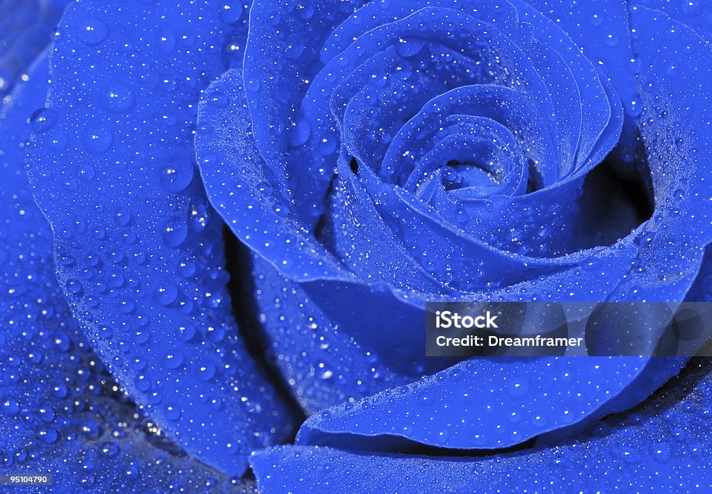 Blaue rose - Lizenzfrei Bildhintergrund Stock-Foto