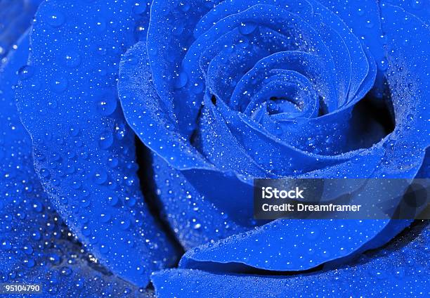 Rosa Azul - Fotografias de stock e mais imagens de Azul - Azul, Beleza, Beleza natural