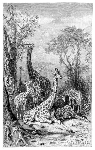 ilustrações de stock, clip art, desenhos animados e ícones de giraffes in natural environment - quadro de altura