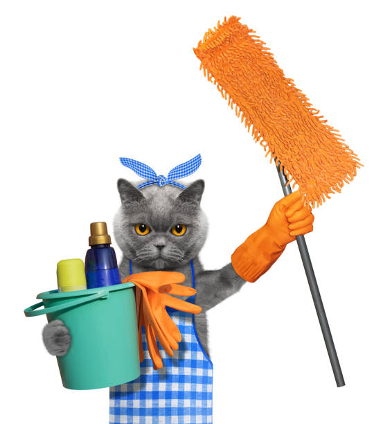 Cat in apron with mop doing household chores. Isolated on white