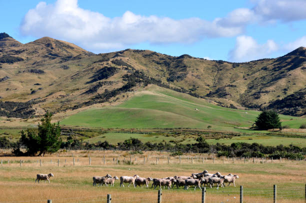 istock New Zealand South Island 951050848