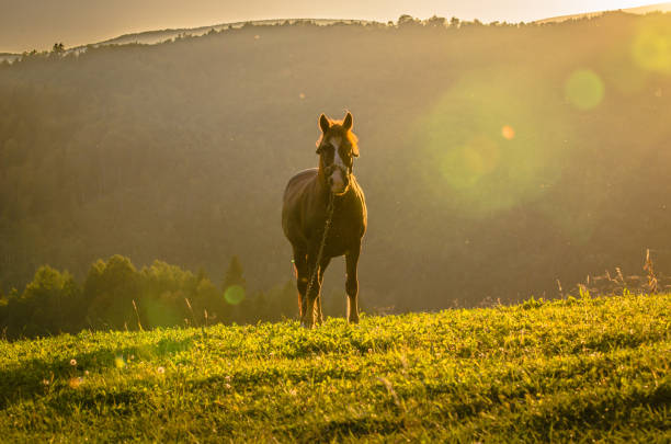 istock Horse in the mountains 951054730