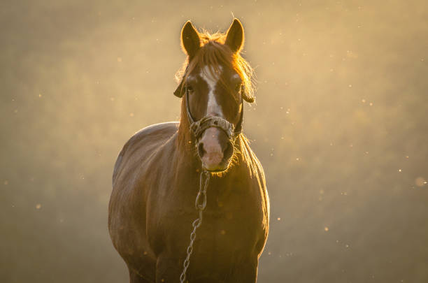 istock Horse in the mountains 951054936