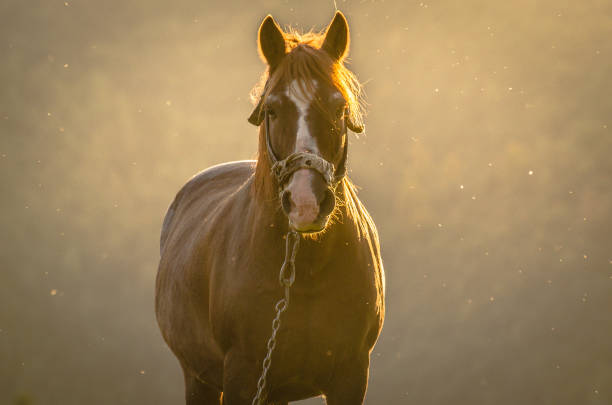 istock Horse in the mountains 951055402