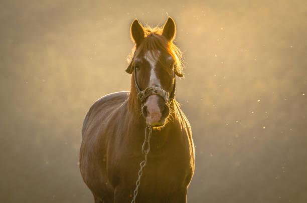 istock Horse in the mountains 951055446