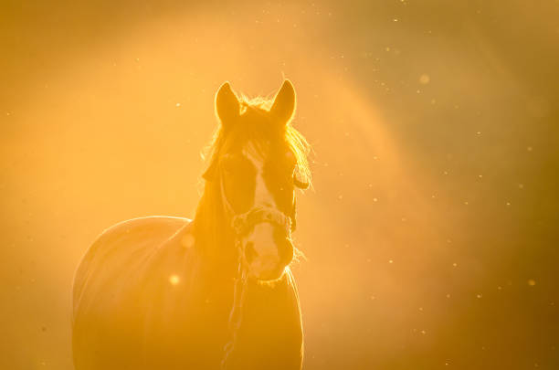 istock Horse in the mountains 951055694