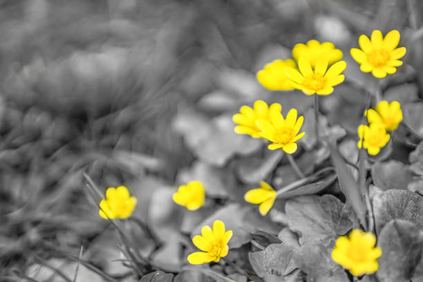 istock Buttercups yellow close-up. 951055970